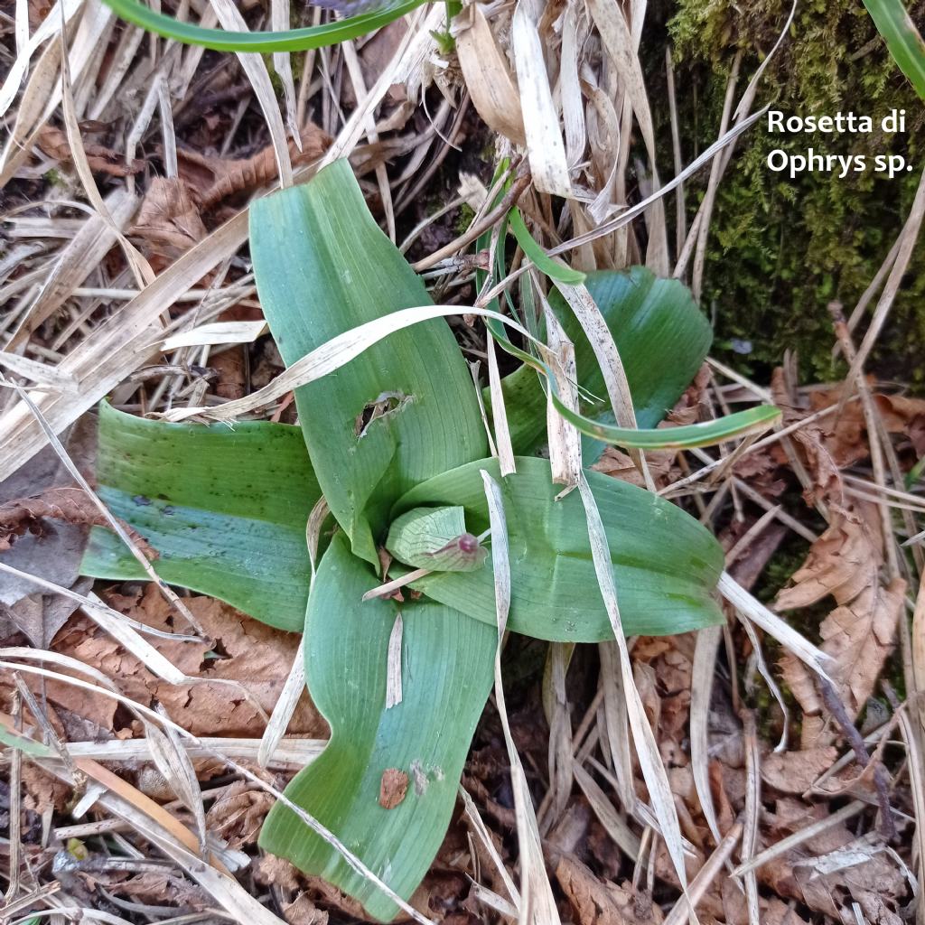 Ophrys minipassionis nell''Appennino Tosco-Emiliano